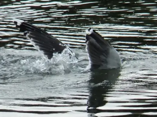 seagull diving for food