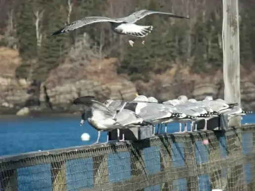 seagull in air