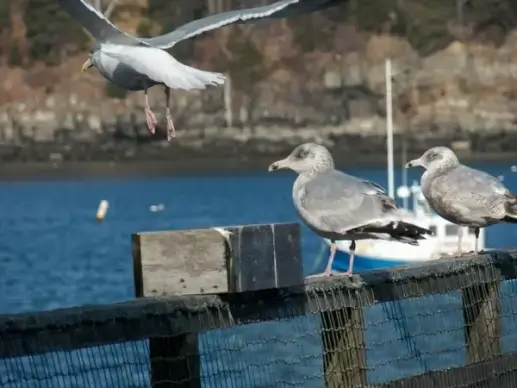 seagull in flight