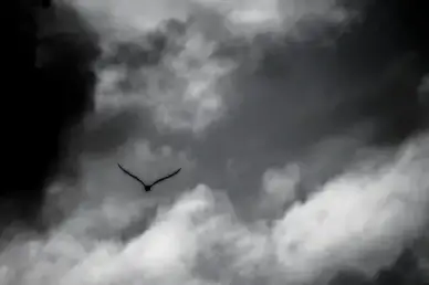 seagull in the skies