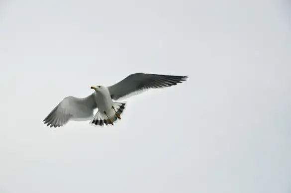 seagull picture dynamic flying scene 