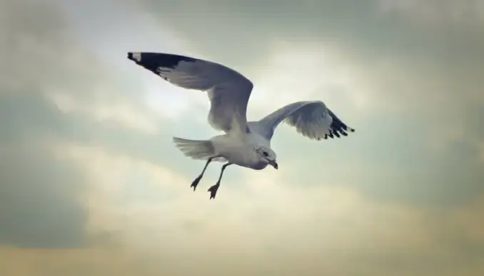 seagull picture dynamic hunting scene