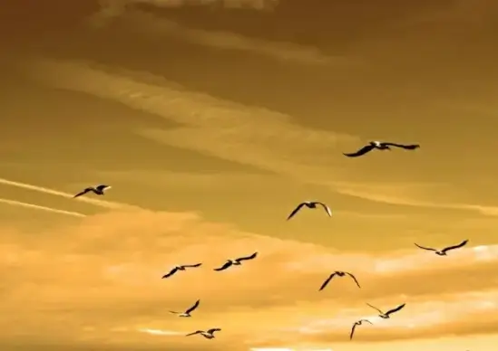 seagulls flying