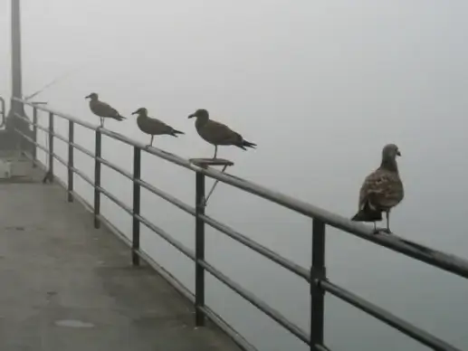 seagulls waiting for fog to lift