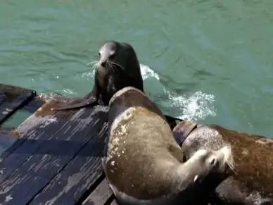 seal animal water