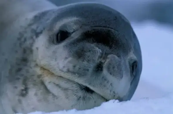 seal nature outside