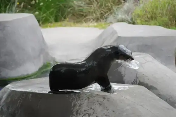 seal on a rock