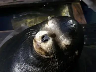 seal pacific animal