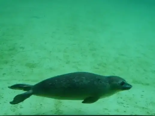 seal phoca vitulina robbe