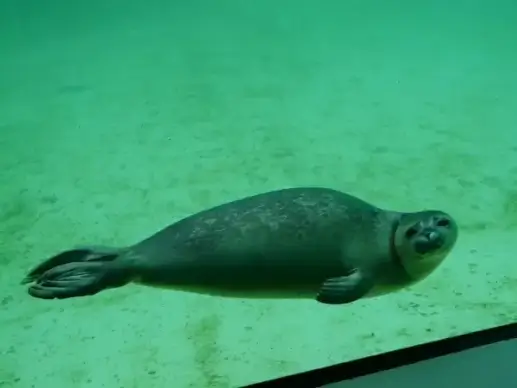 seal phoca vitulina robbe