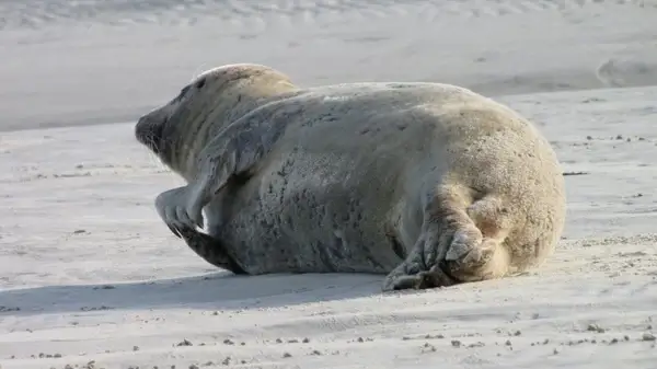 seal seehund benches beach