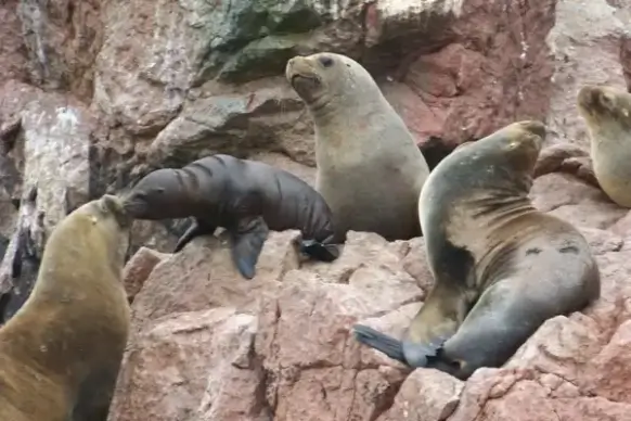 seals