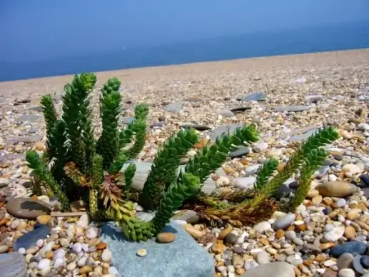 seaside
