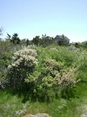 seaside flora