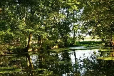 see forest trees