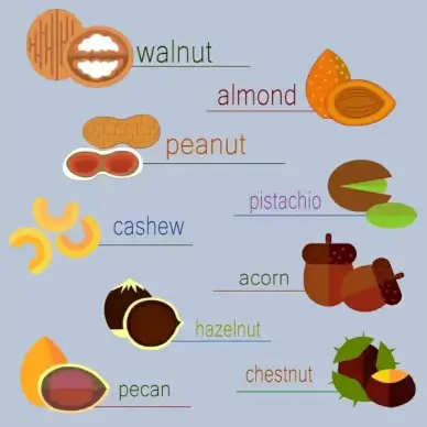 seeds and beans collection illustration on flat colors