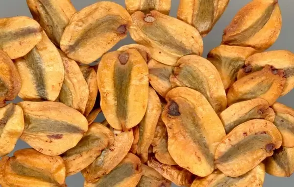 sequoia seeds nature