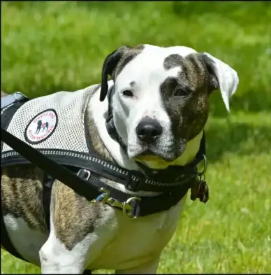 service dog canid