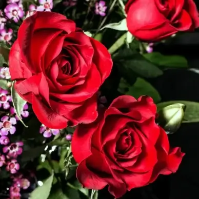 she loves me she loves me not