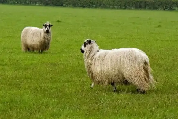 sheep