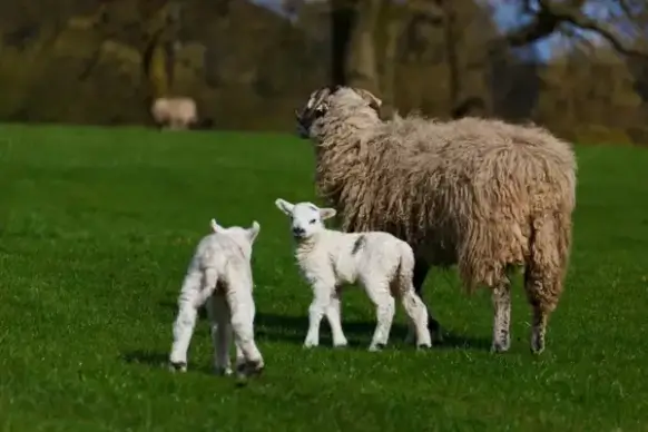 sheep and lambs