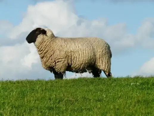 sheep chef boss