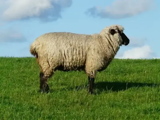 sheep chef boss