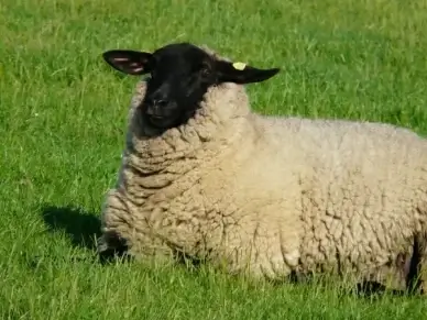 sheep curious view