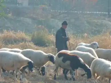 sheep flock of sheep sch