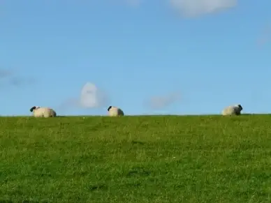 sheep group rest
