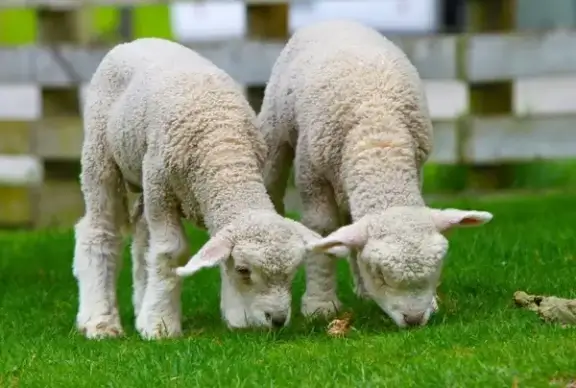 sheep lamb new zealand