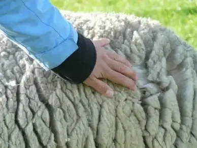 sheep's wool wool stroke