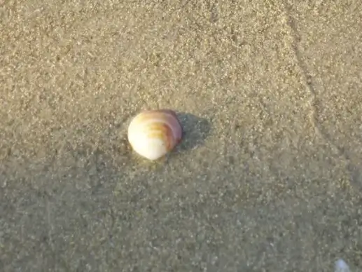 shell on beach