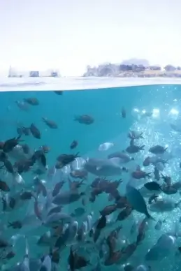 shoal of fish