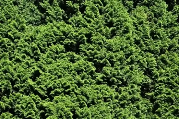 shrub flora green
