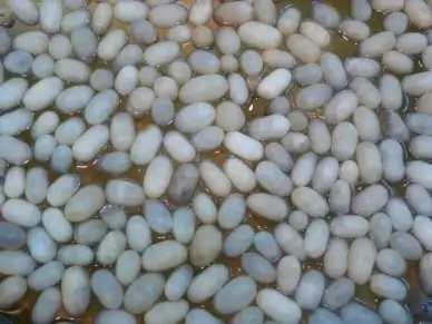 silkworm cocoons silk track