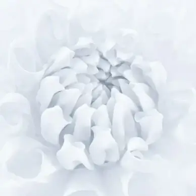 silver dahlia