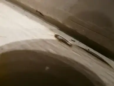 silverfish vermin animal