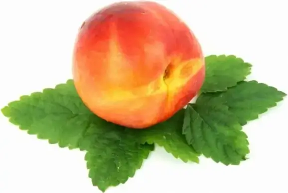 single nectarine