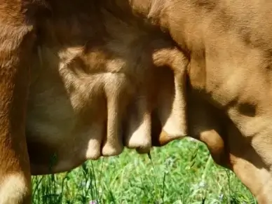 skin flap skin fur