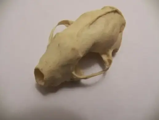 skunks skull