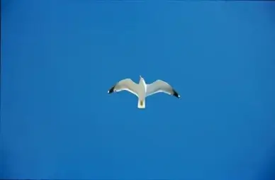 sky seagull blue
