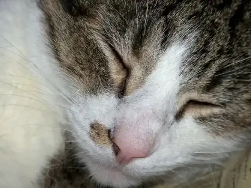 sleeping cat