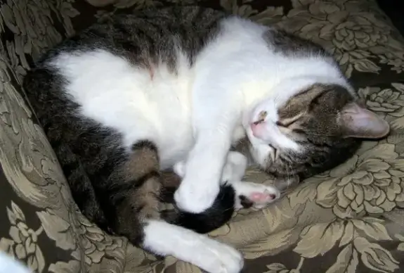 sleeping cat