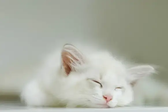 sleeping pet picture cute closeup elegance