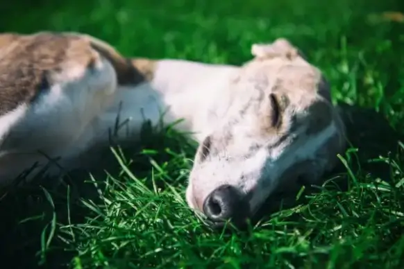 sleeping whippet