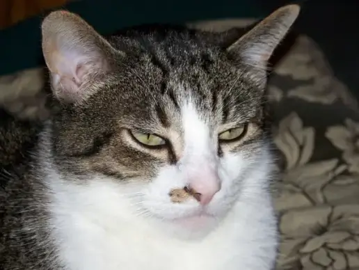 sleepy cat
