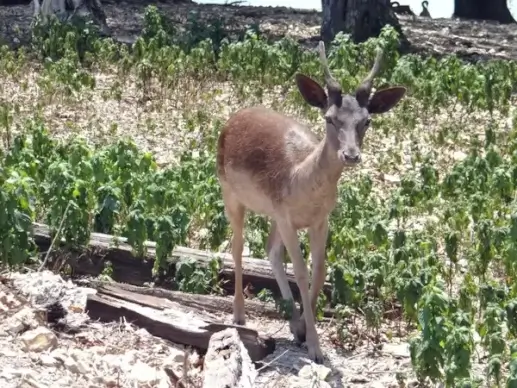 small and deer