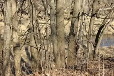 small bird on the trees on the 400 trail in wisconsin