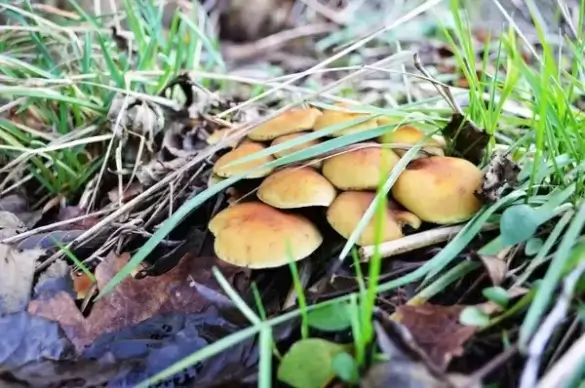 small mushrooms